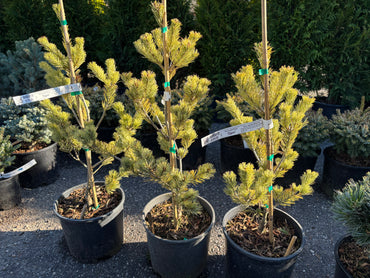 Pinus parviflora 'Ogon'