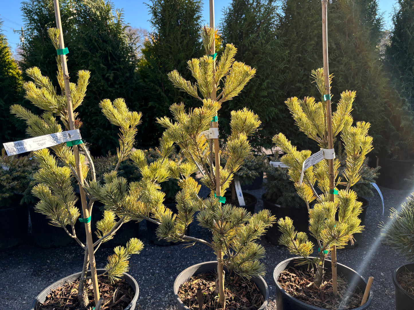 Pinus parviflora 'Ogon'