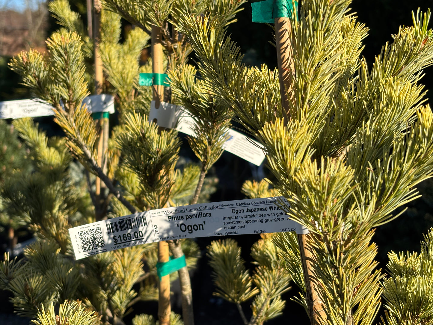 Pinus parviflora 'Ogon'