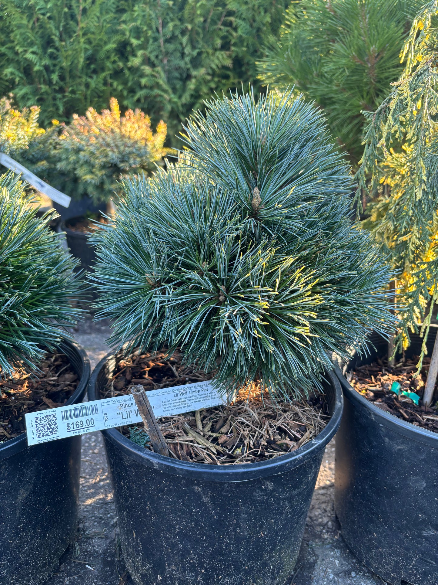 Pinus flexilis 'Lil' Wolf'