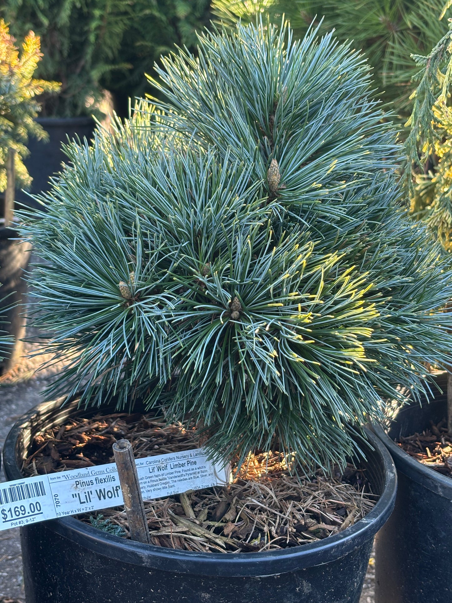 Pinus flexilis 'Lil' Wolf'