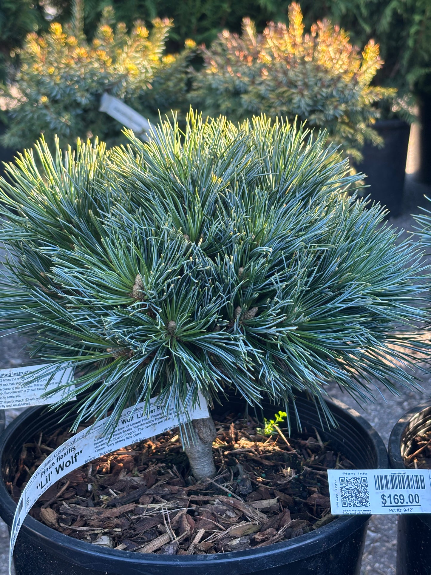 Pinus flexilis 'Lil' Wolf'