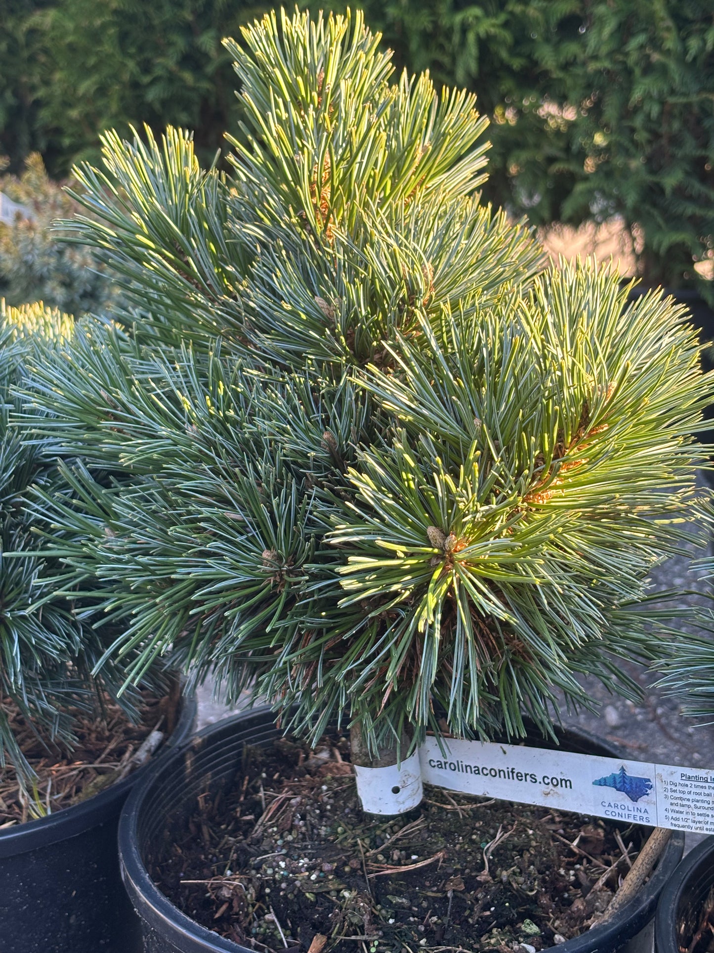 Pinus flexilis 'Lil' Wolf'