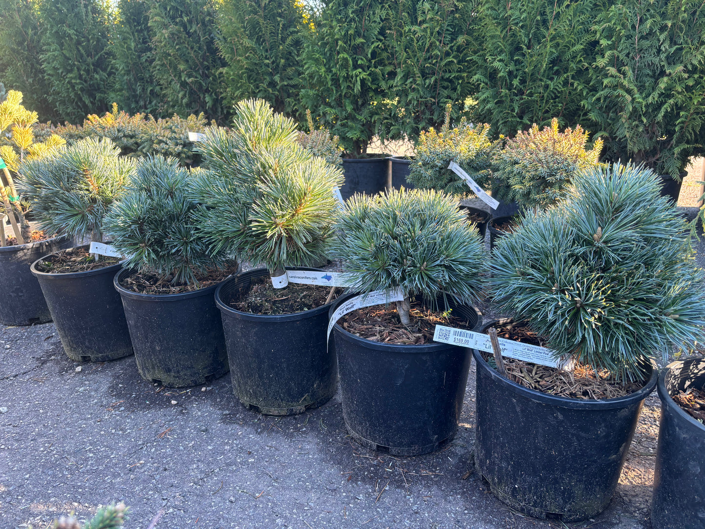 Pinus flexilis 'Lil' Wolf'