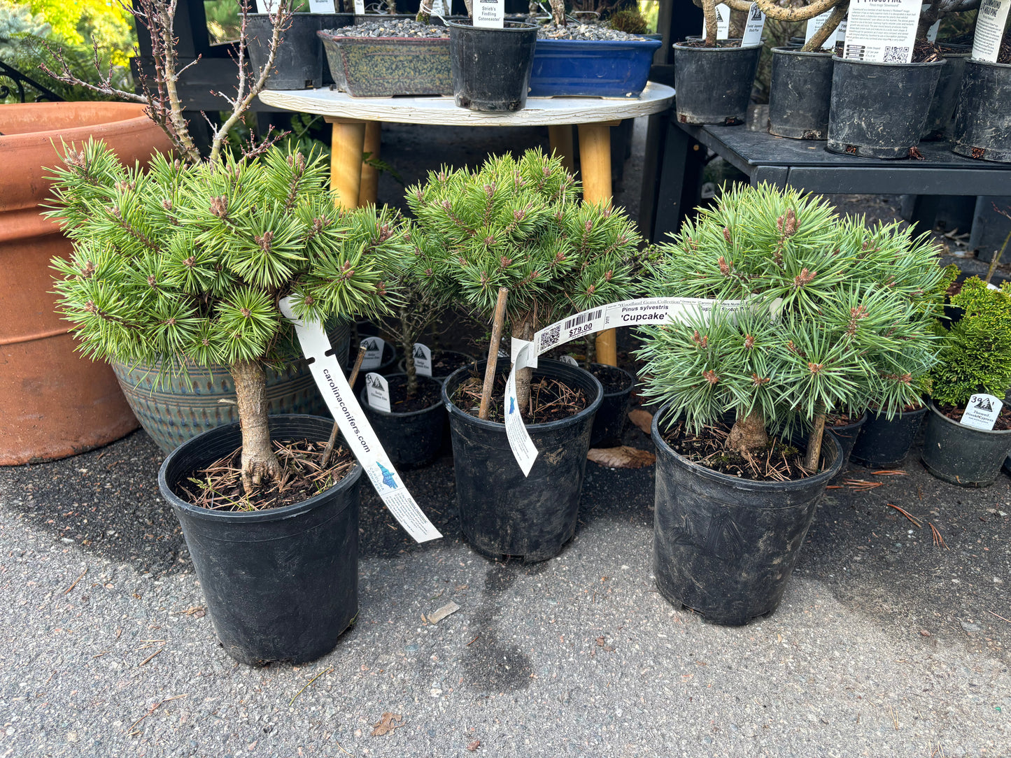 Pinus sylvestris 'Cupcake'