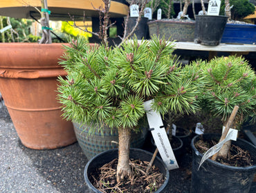 Pinus sylvestris 'Cupcake'