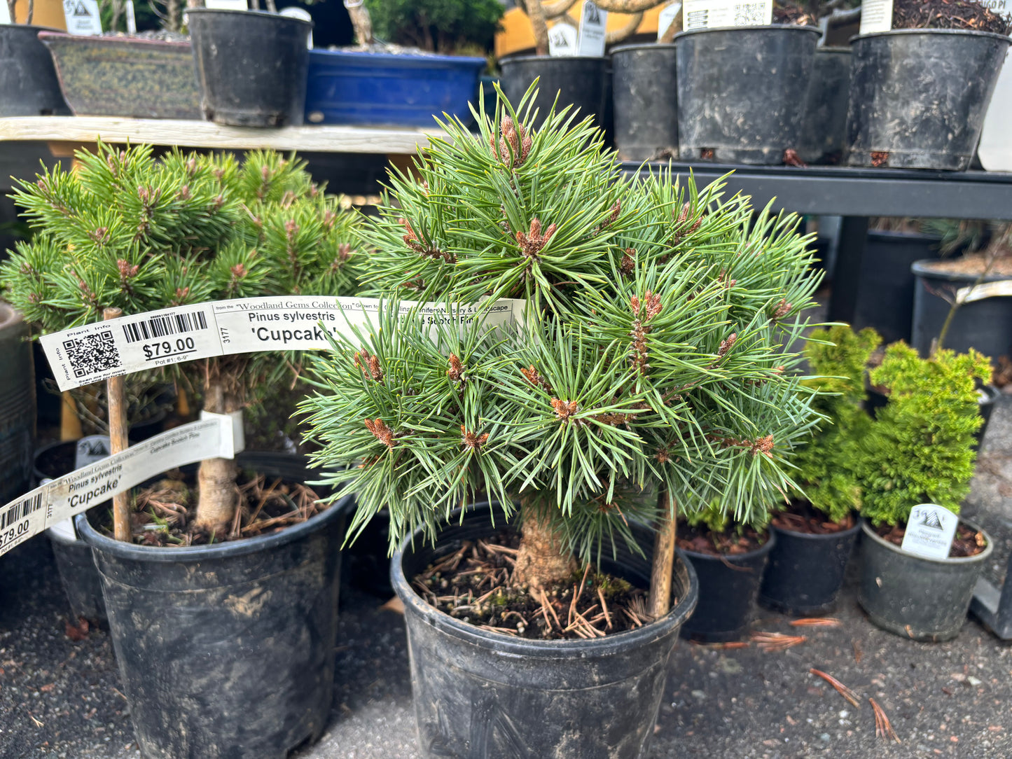 Pinus sylvestris 'Cupcake'