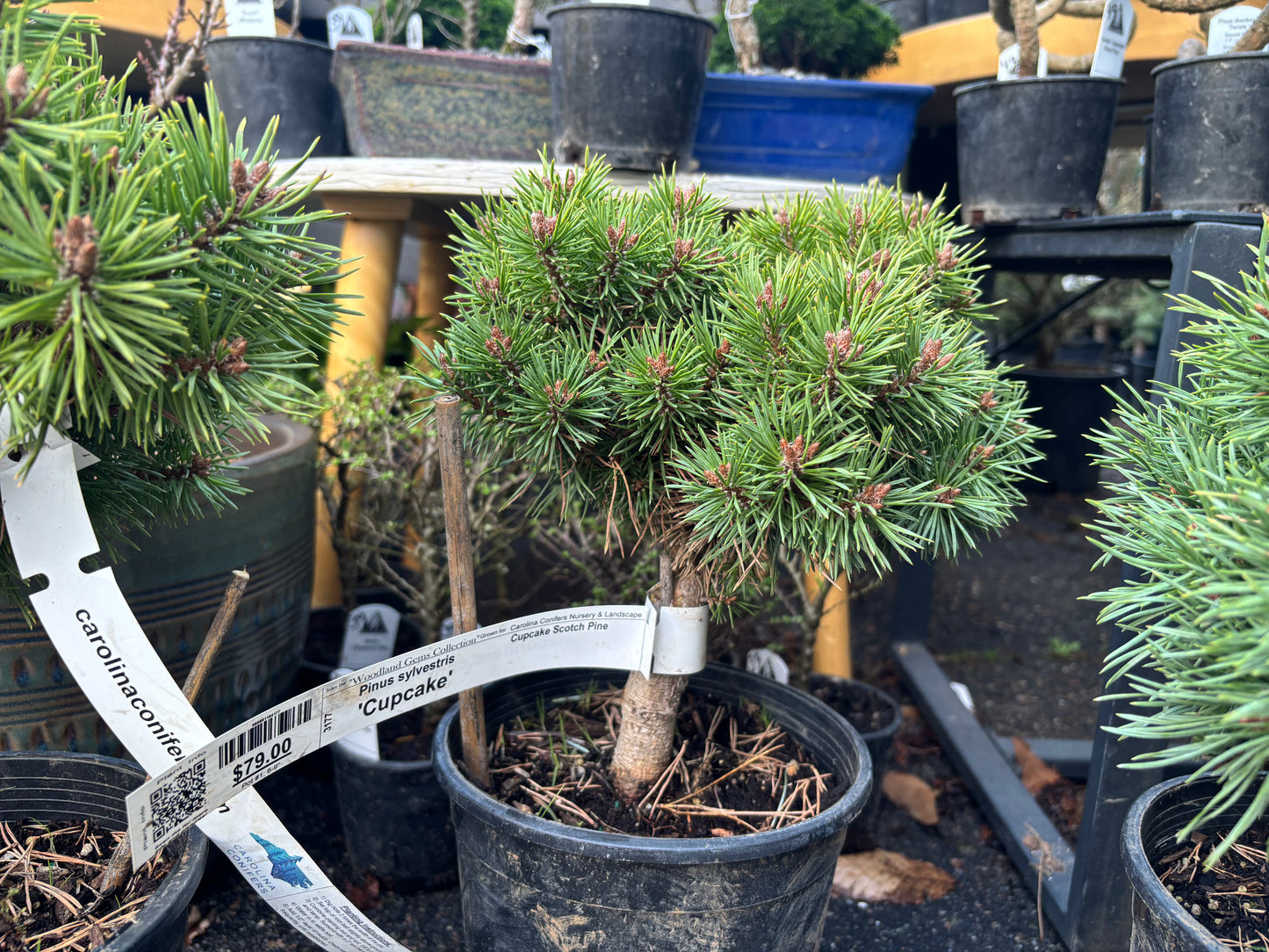 Pinus sylvestris 'Cupcake'