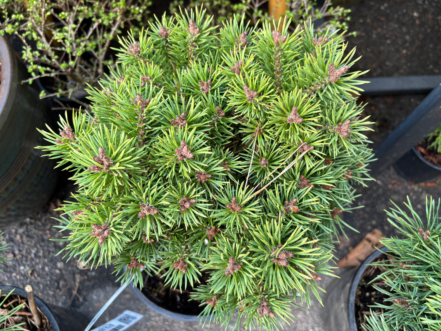 Pinus sylvestris 'Cupcake'