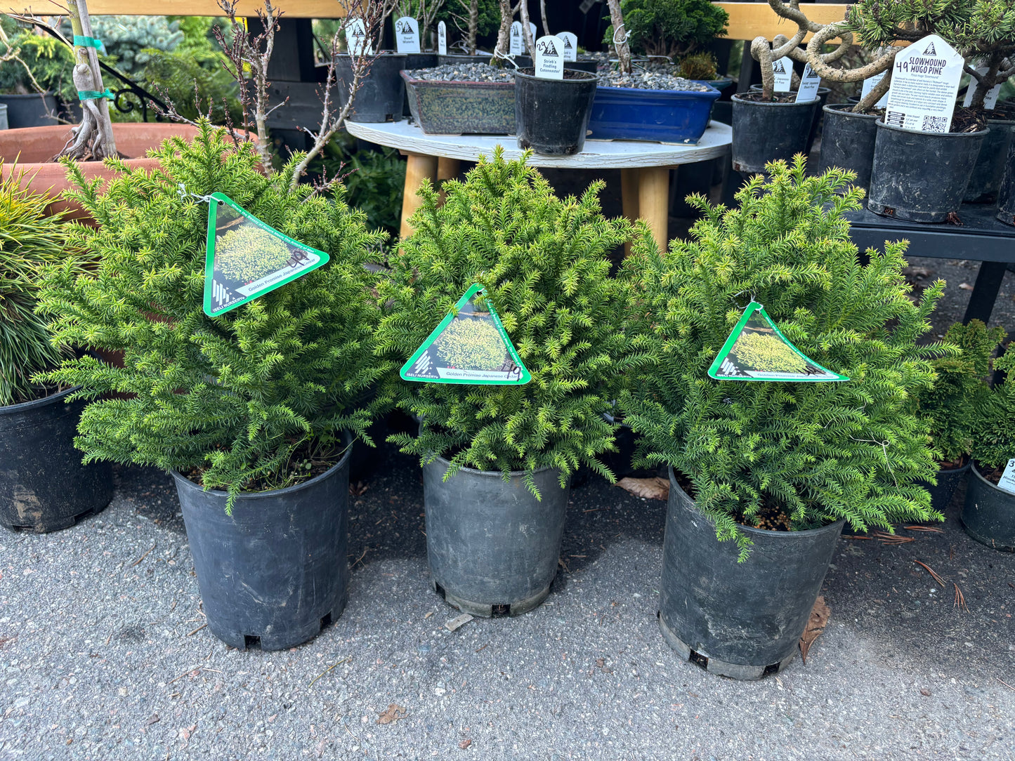 Cryptomeria japonica ‘Golden Promise’