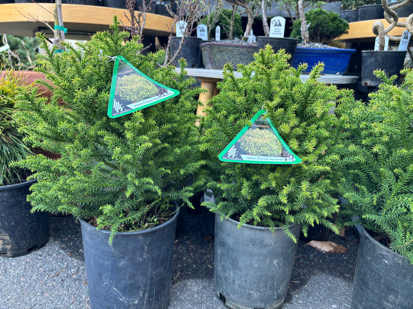 Cryptomeria japonica ‘Golden Promise’