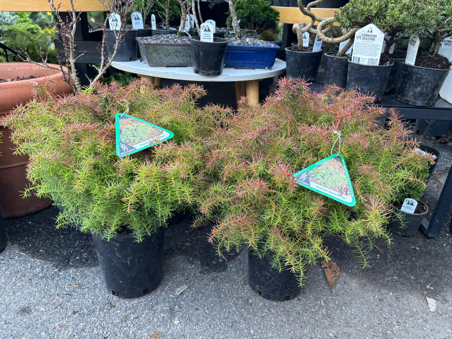 Cryptomeria japonica ‘Mushroom’ Mushroom Japanese Cedar