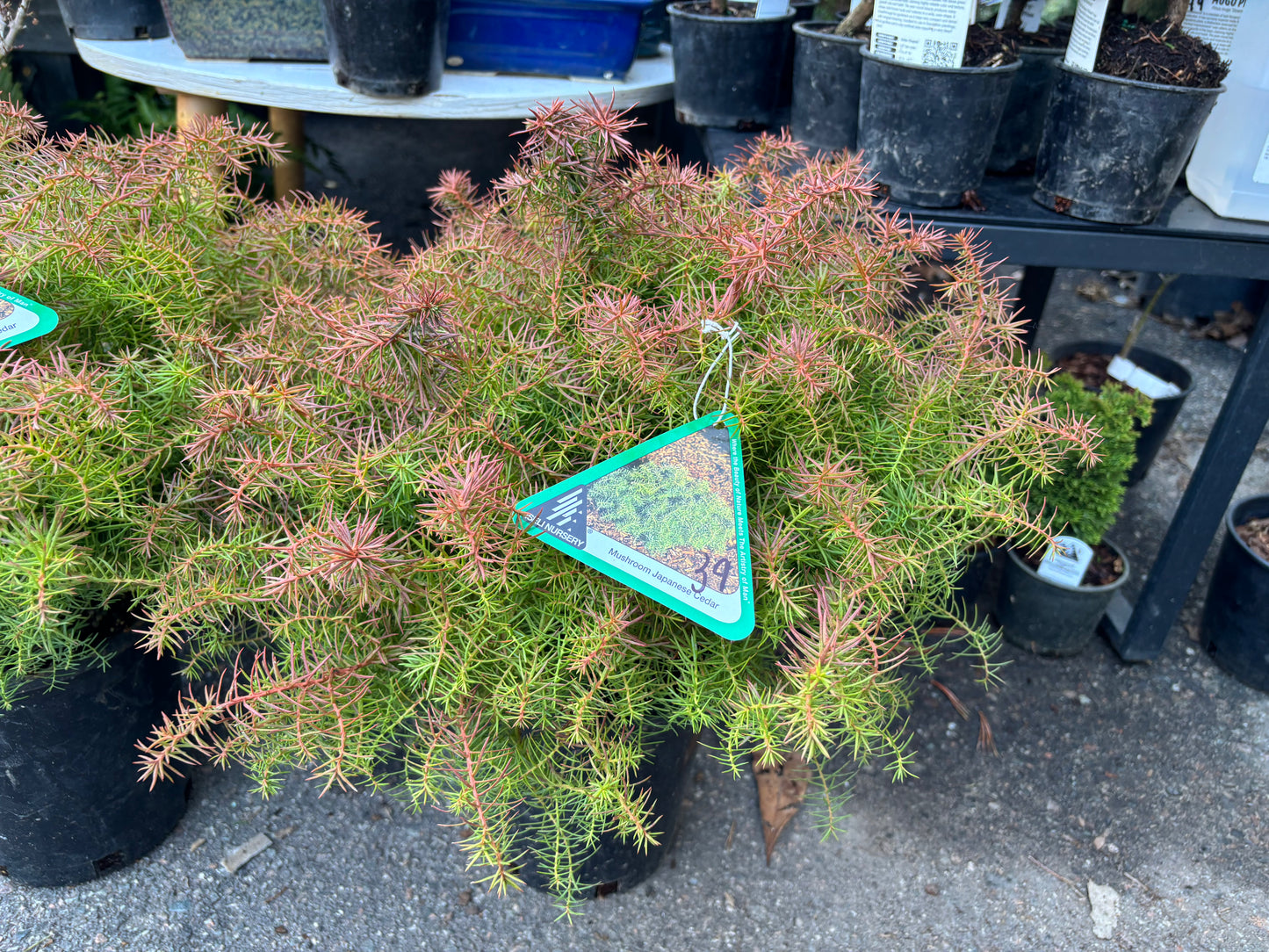 Cryptomeria japonica ‘Mushroom’ Mushroom Japanese Cedar