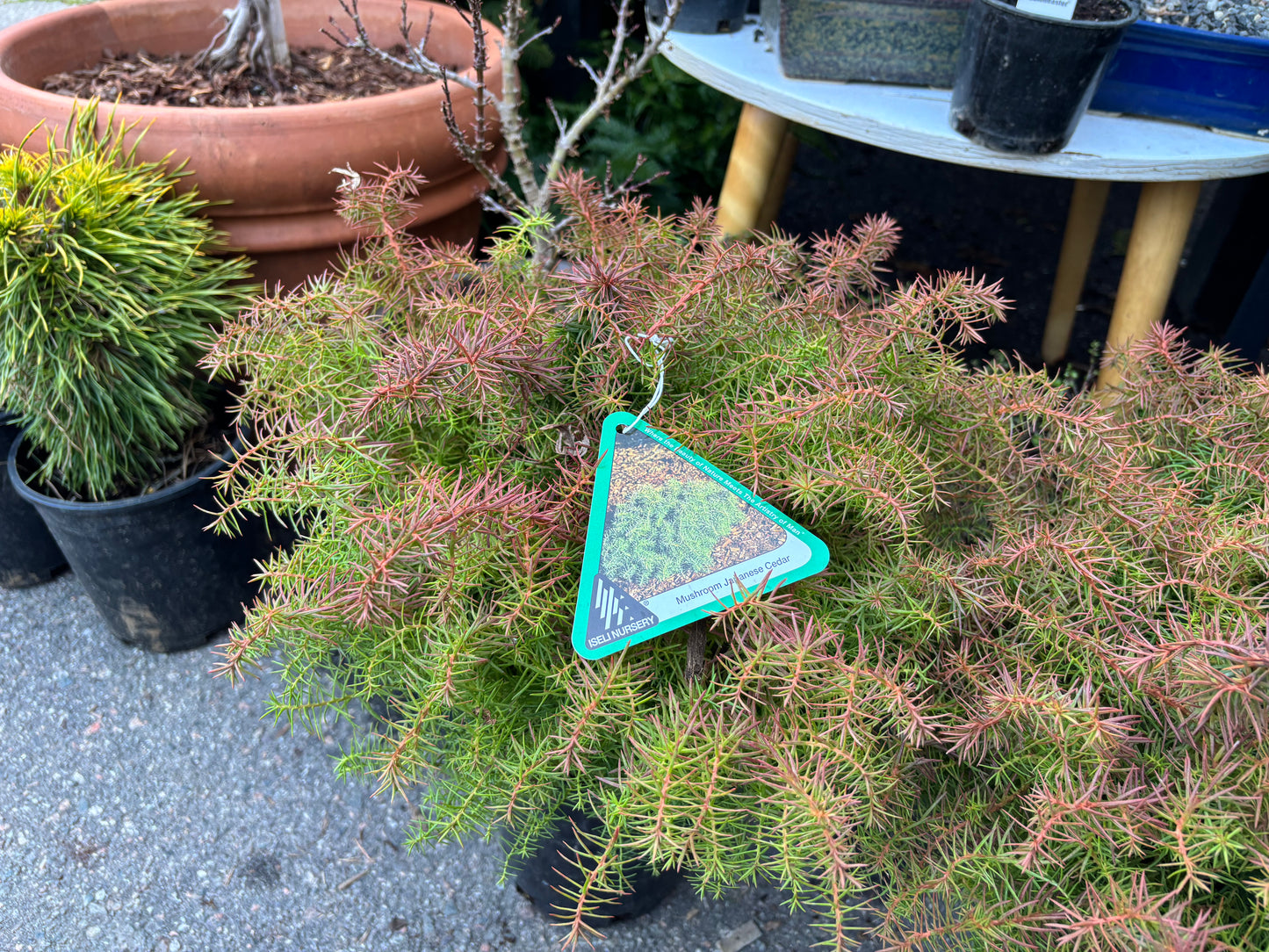 Cryptomeria japonica ‘Mushroom’ Mushroom Japanese Cedar