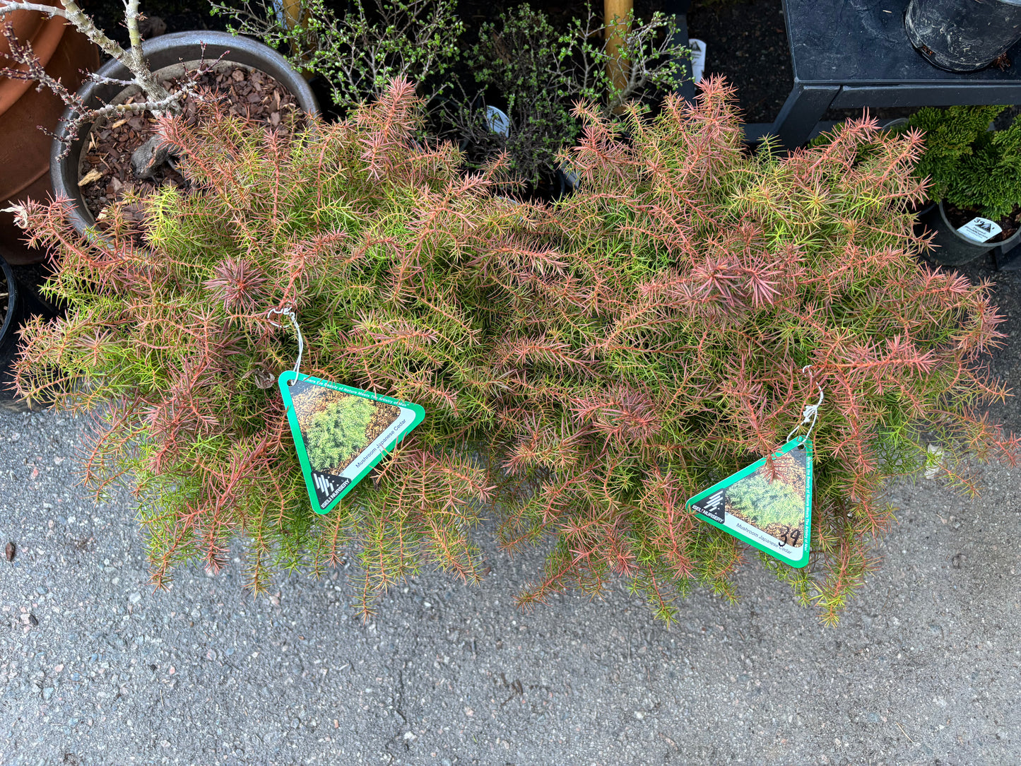Cryptomeria japonica ‘Mushroom’ Mushroom Japanese Cedar