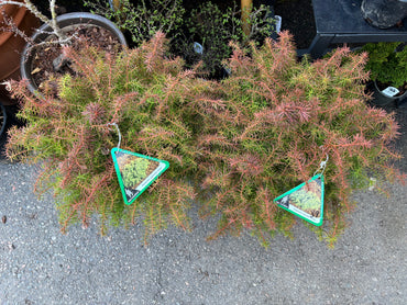 Cryptomeria japonica ‘Mushroom’ Mushroom Japanese Cedar