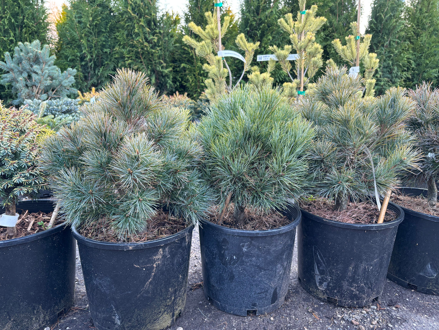 Pinus strobus ‘Sea Urchin’