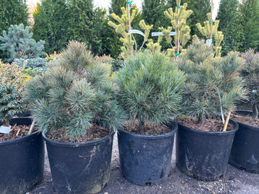 Pinus strobus ‘Sea Urchin’