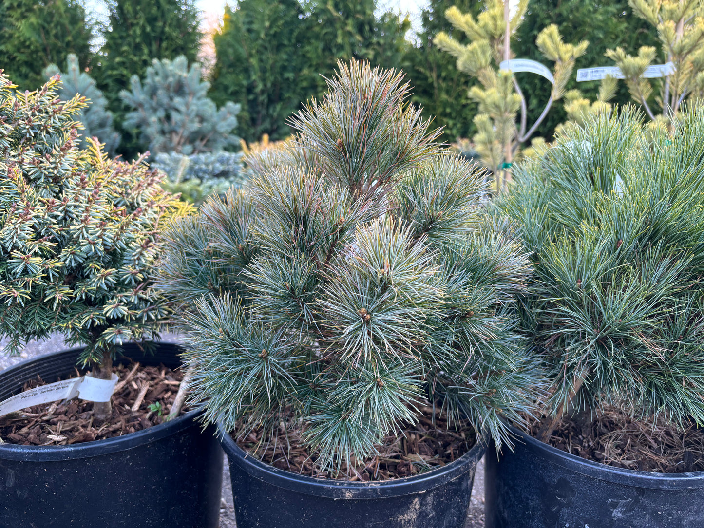 Pinus strobus ‘Sea Urchin’