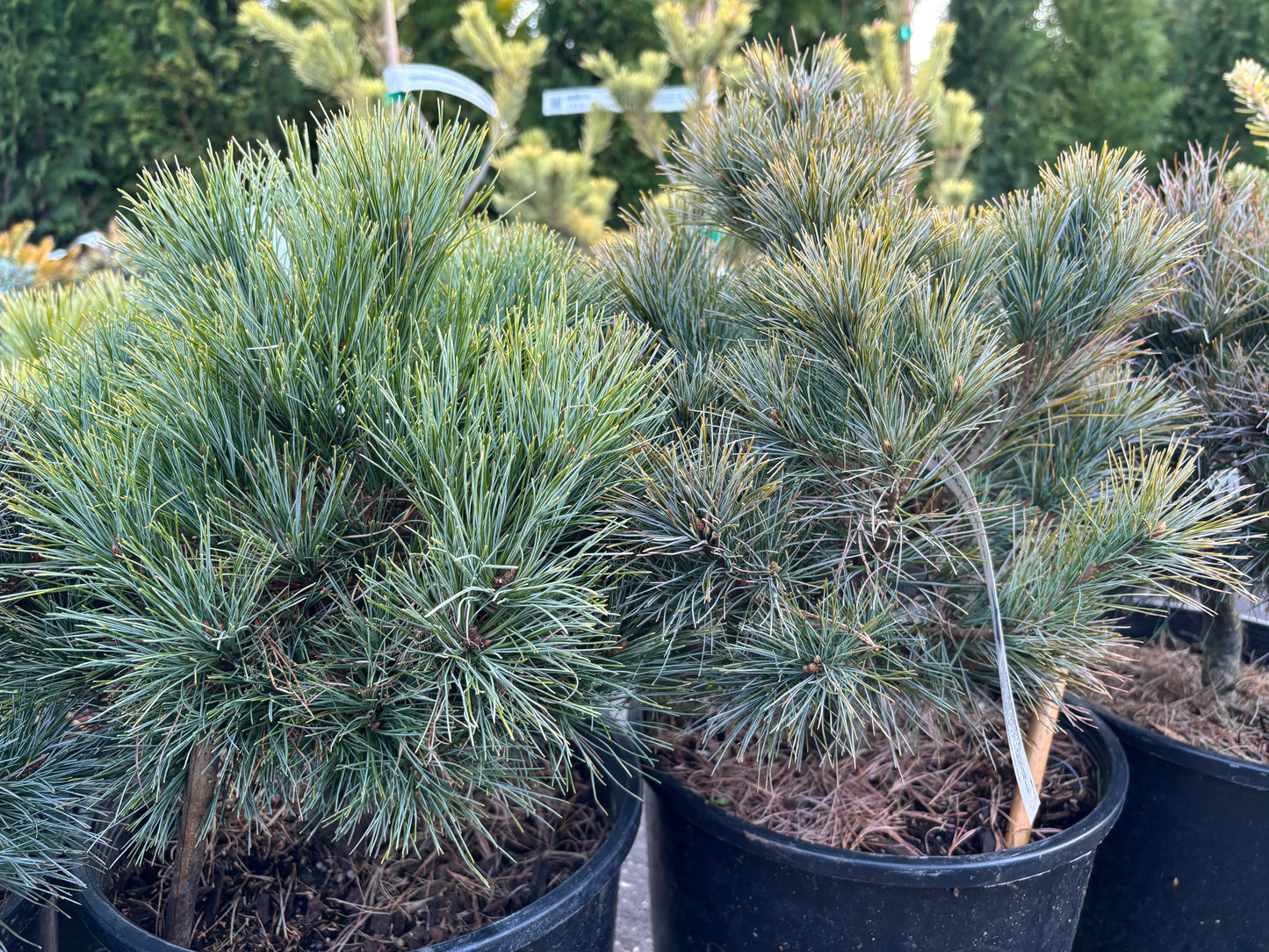 Pinus strobus ‘Sea Urchin’