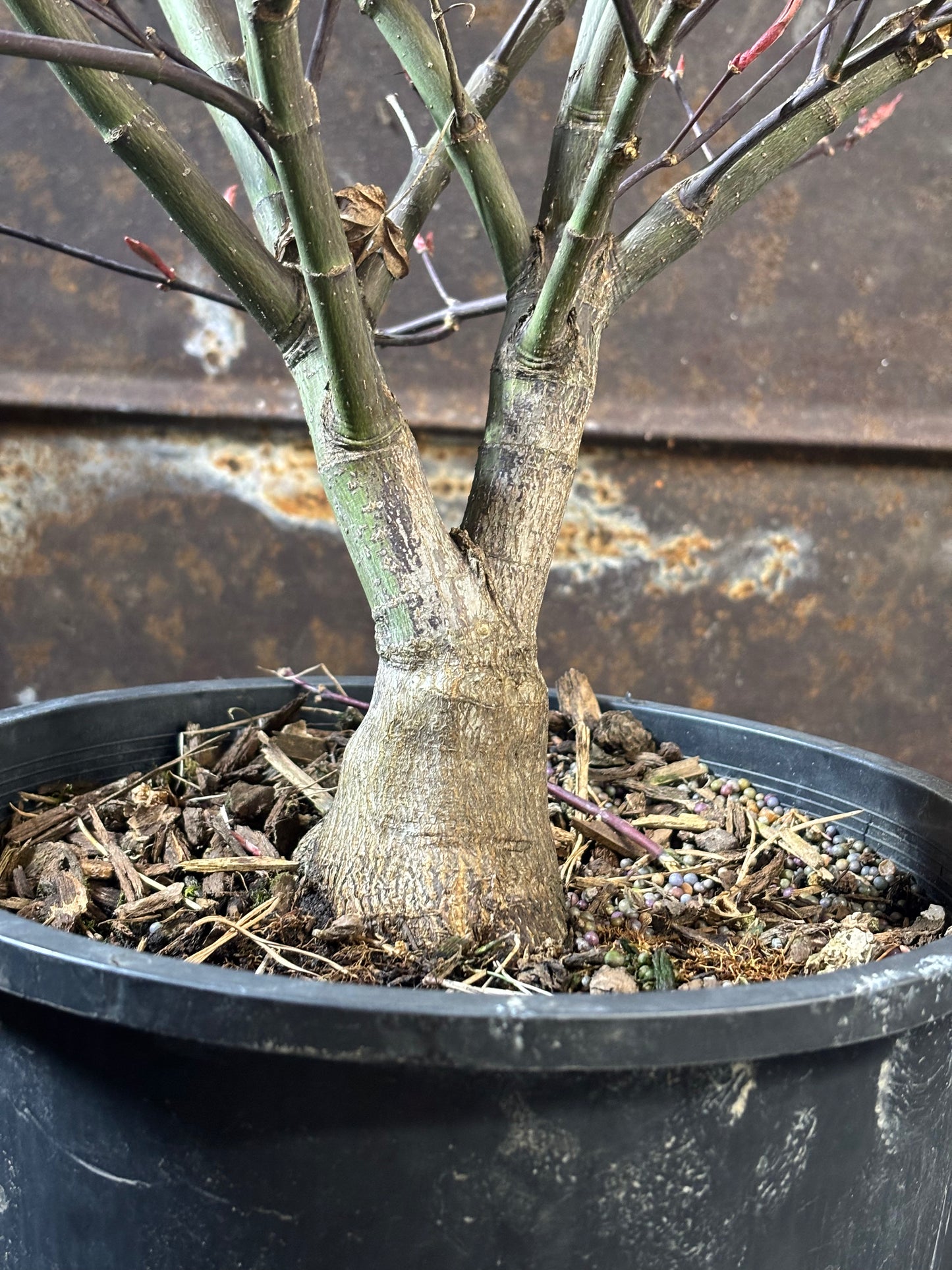 Acer palmatum 'Rhode Island Red'