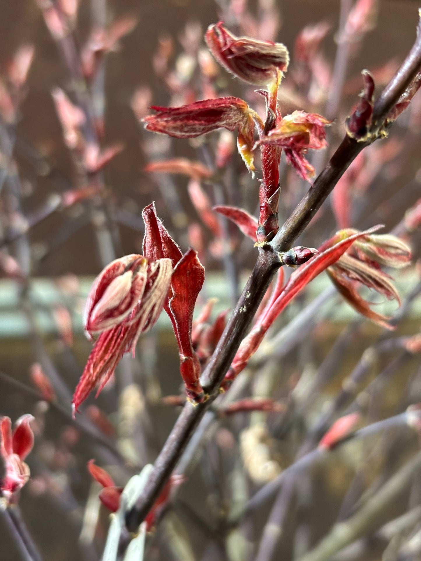 Acer palmatum 'Rhode Island Red'