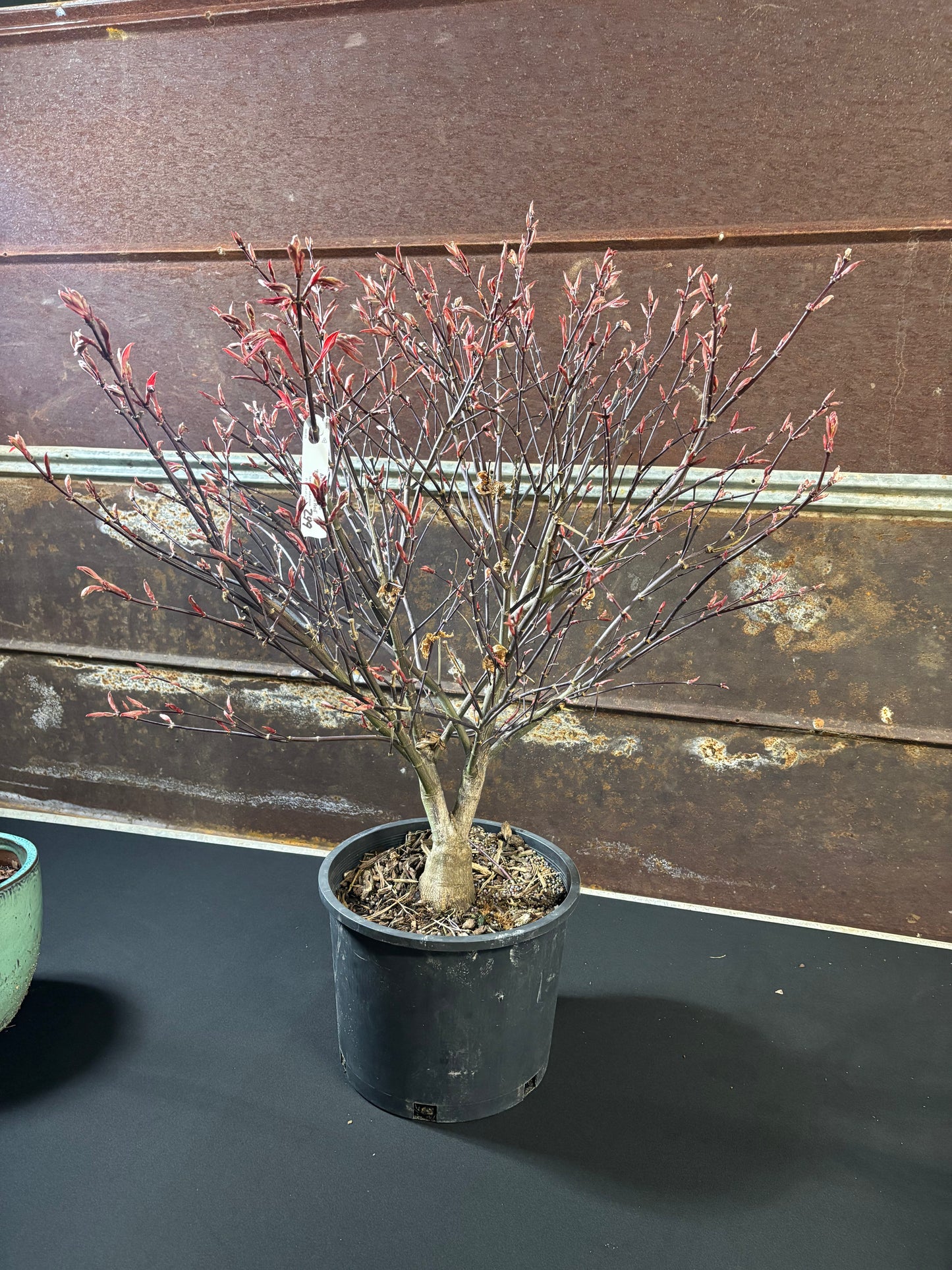 Acer palmatum 'Rhode Island Red'