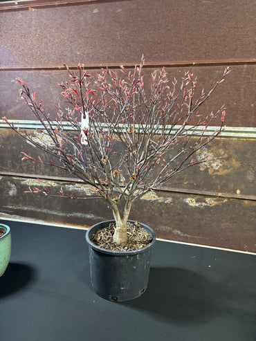 Acer palmatum 'Rhode Island Red'