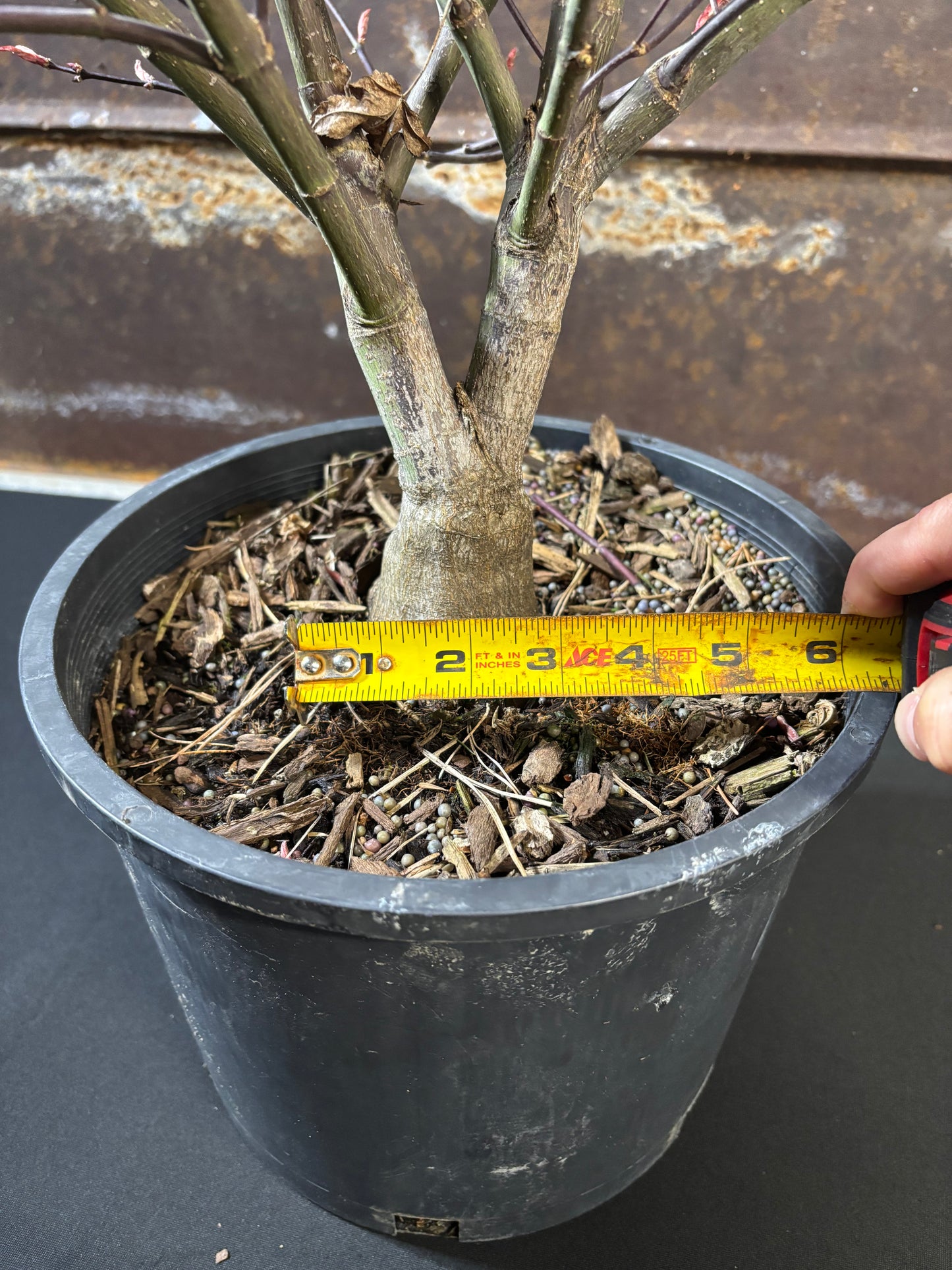 Acer palmatum 'Rhode Island Red'