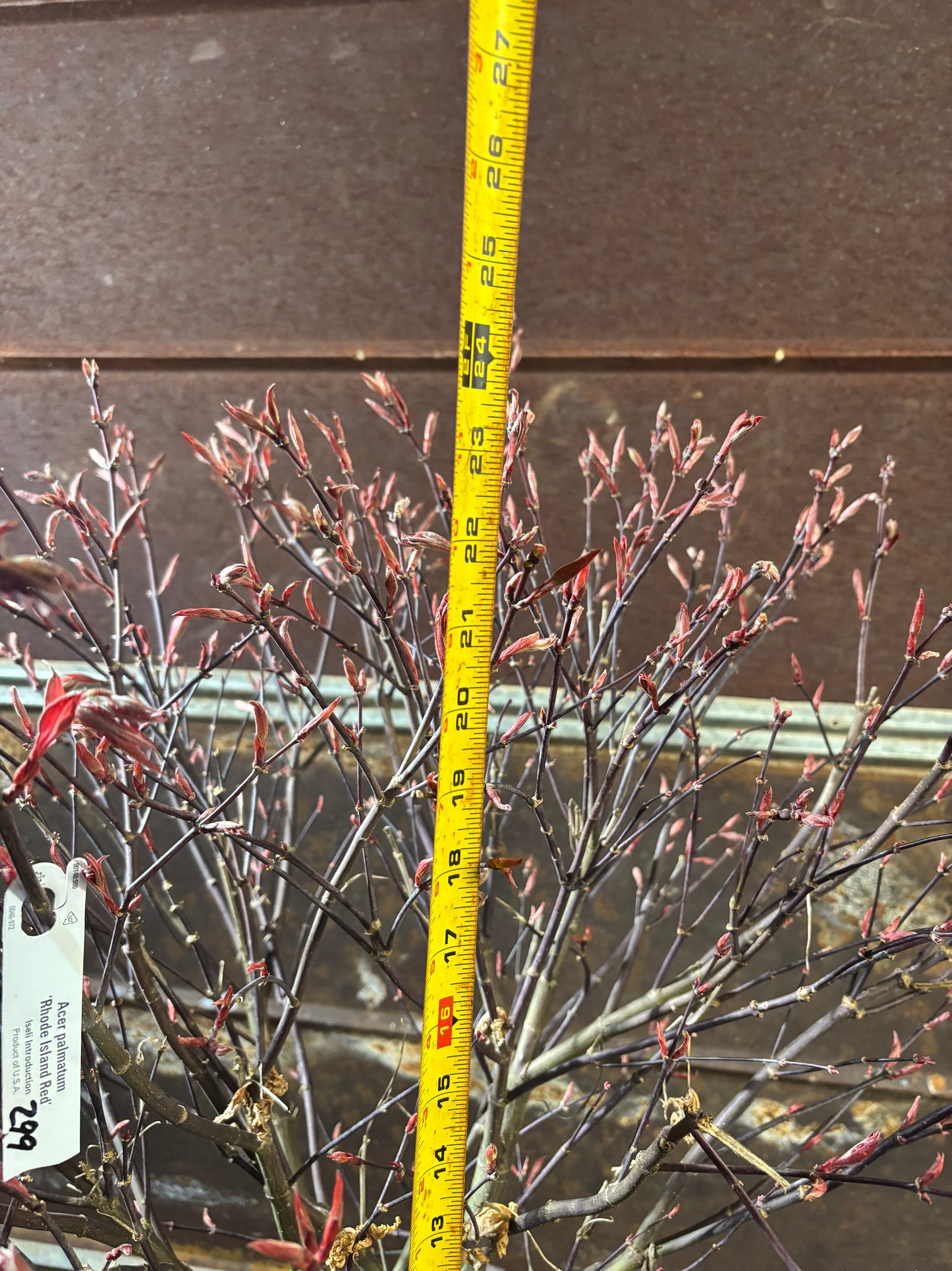 Acer palmatum 'Rhode Island Red'