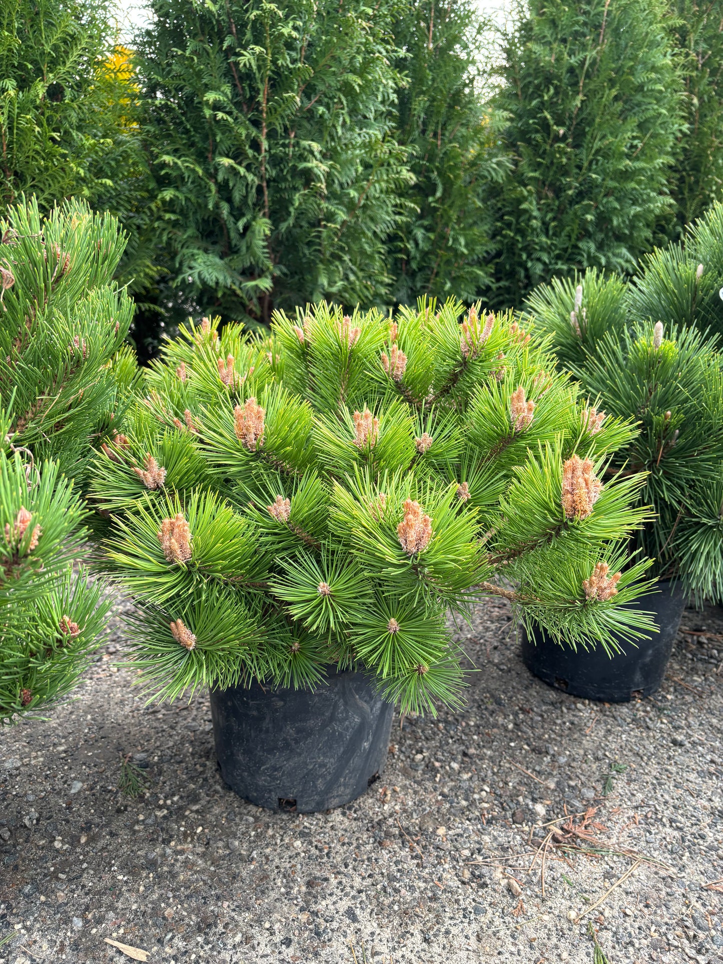 Pinus densiflora ‘Low Glow’