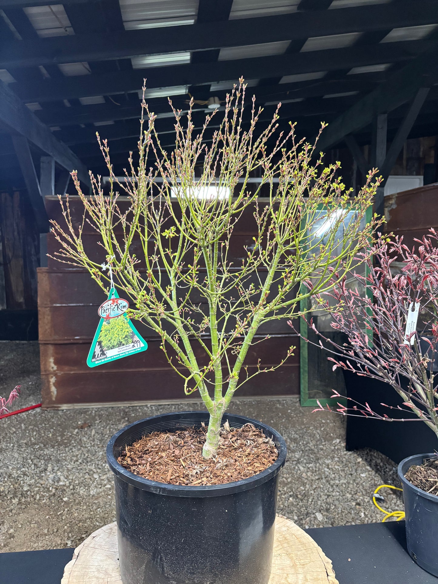 Acer X pseudosieboldianum 'Origami'