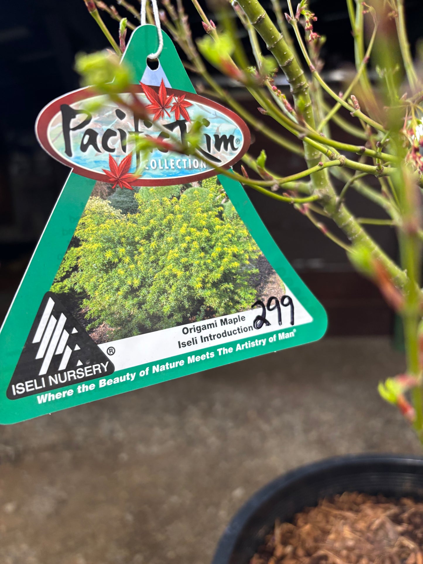 Acer X pseudosieboldianum 'Origami'