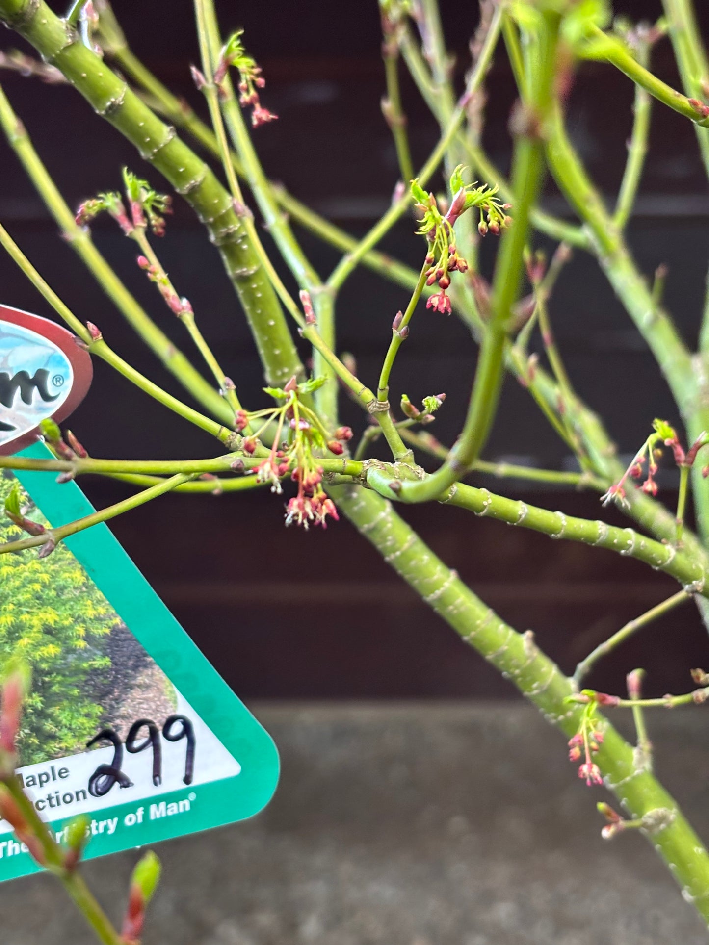 Acer X pseudosieboldianum 'Origami'