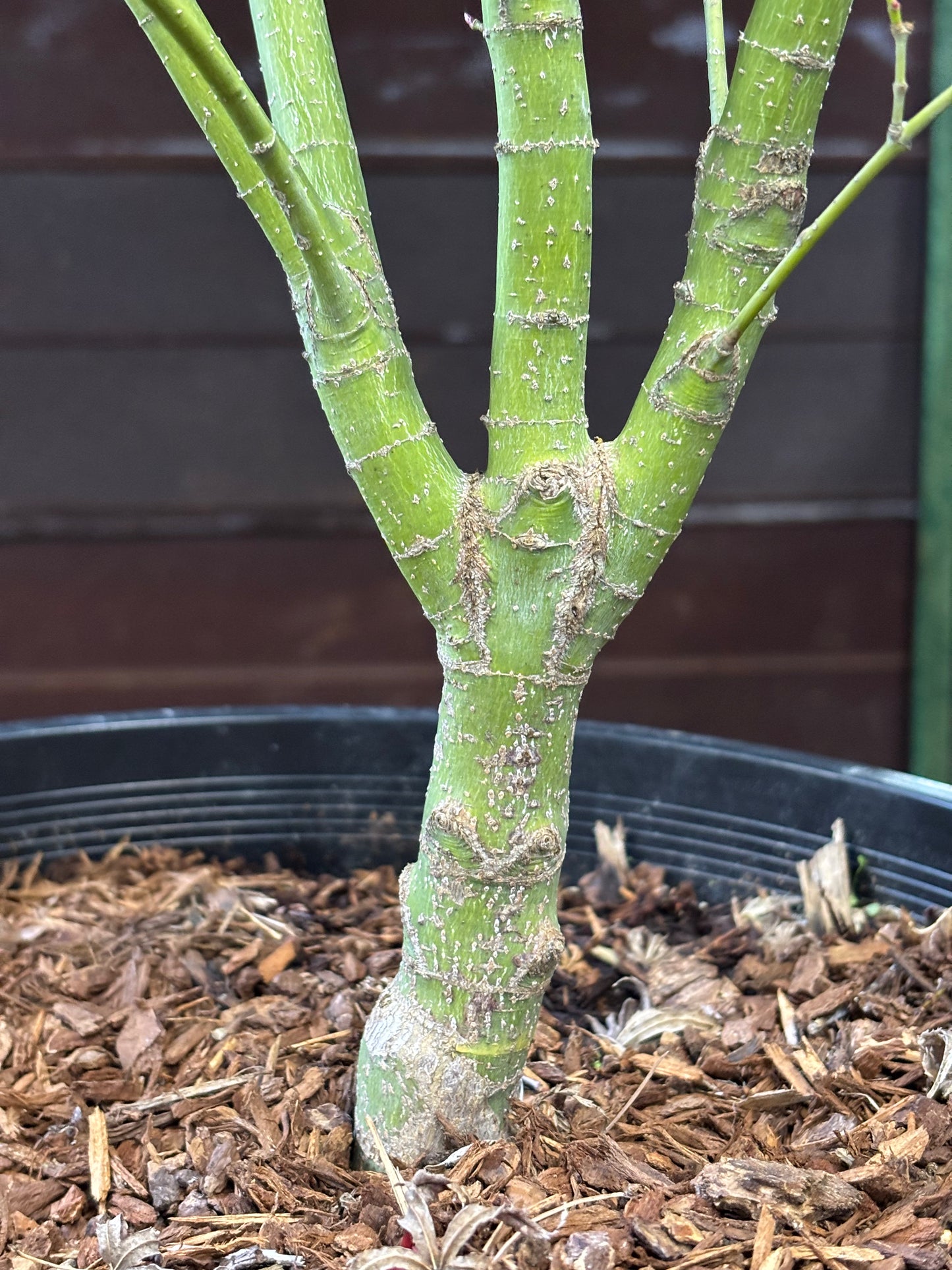 Acer X pseudosieboldianum 'Origami'