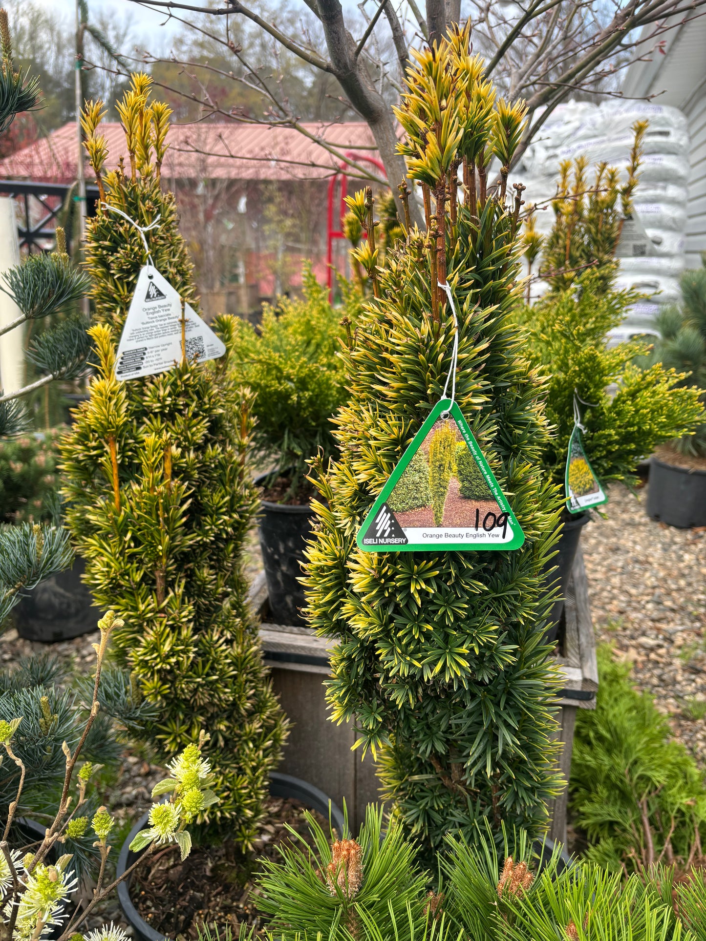 ‘Bultinck Orange Beauty’ English Yew