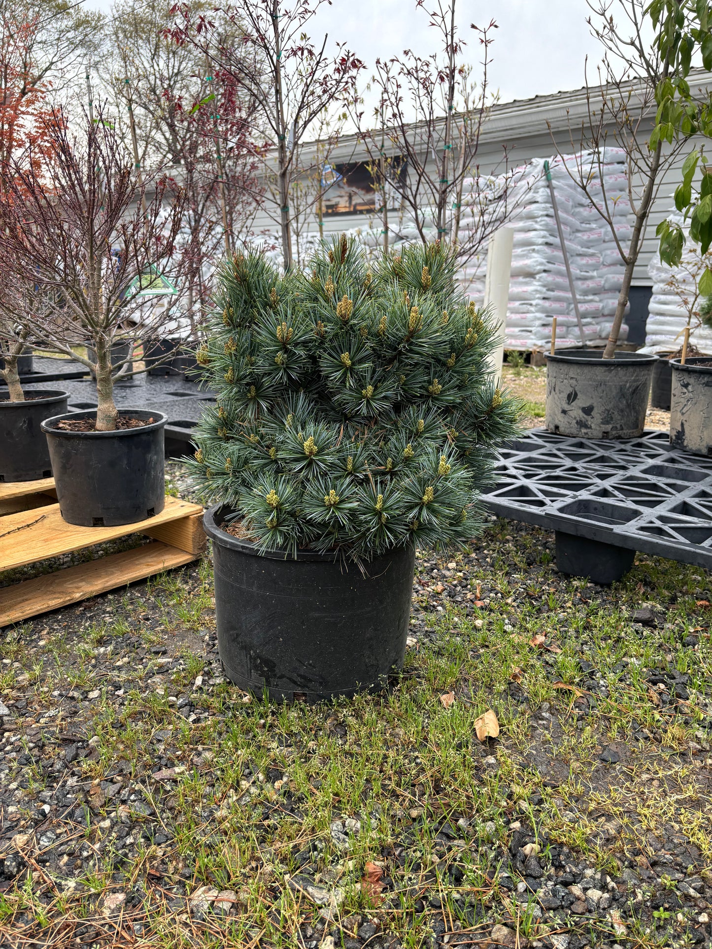 Pinus koraiensis ‘Blue Ball’