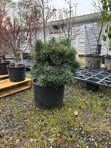 Pinus koraiensis ‘Blue Ball’