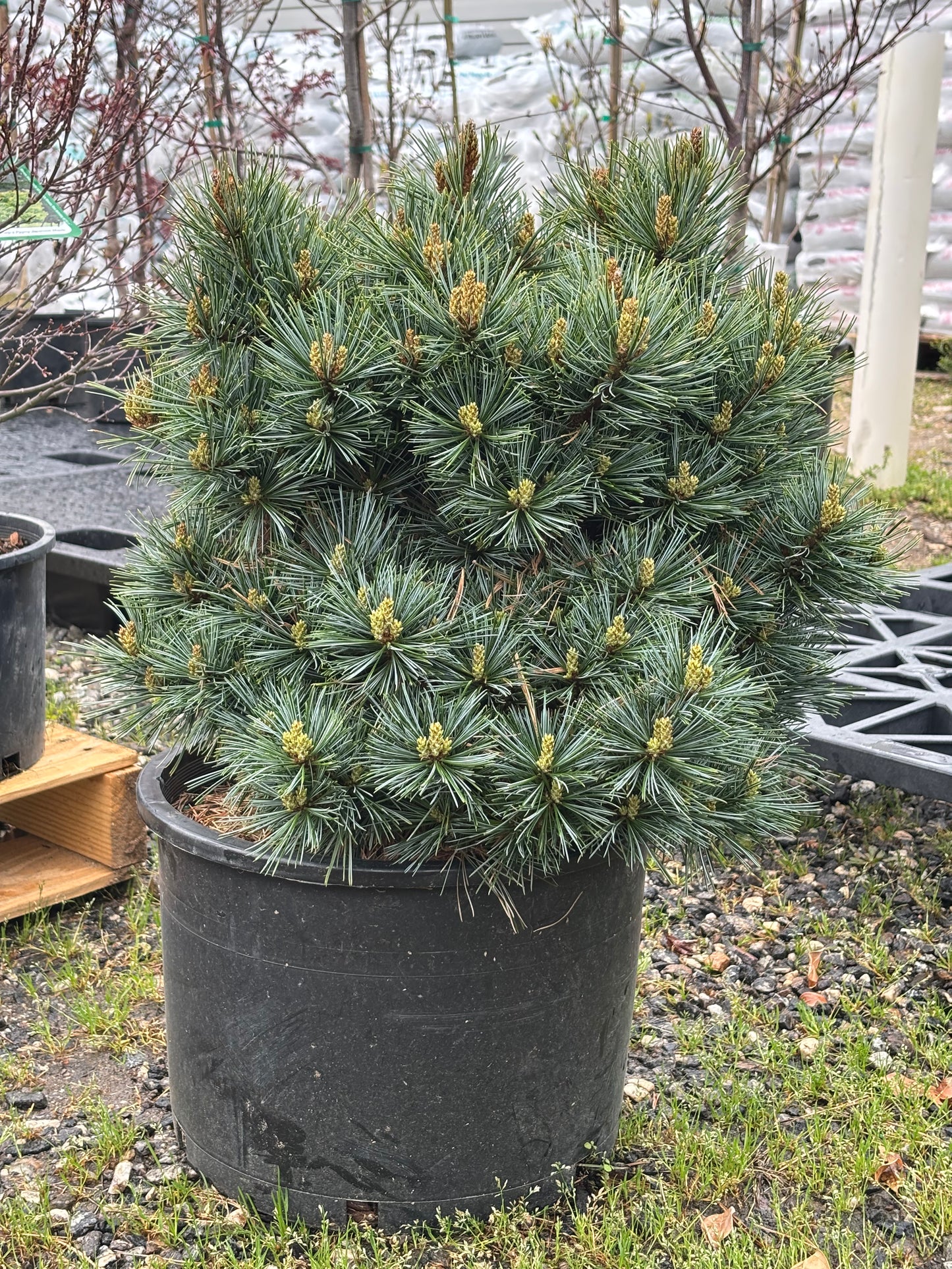 Pinus koraiensis ‘Blue Ball’