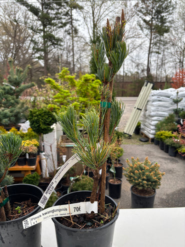 Pinus kwangtungensis Chinese Kwangtung pine