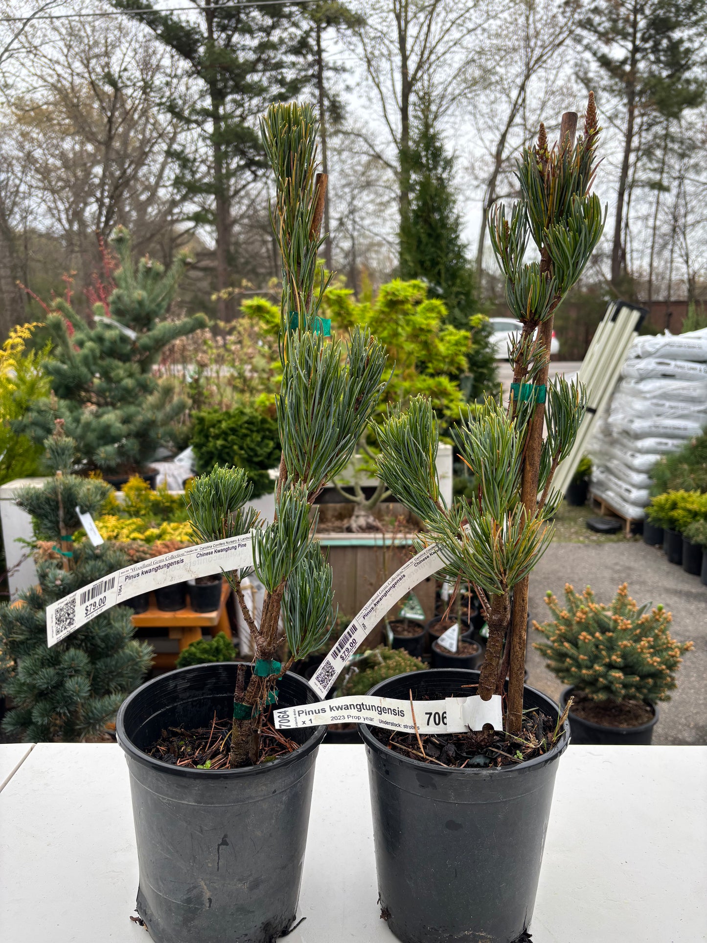 Pinus kwangtungensis Chinese Kwangtung pine