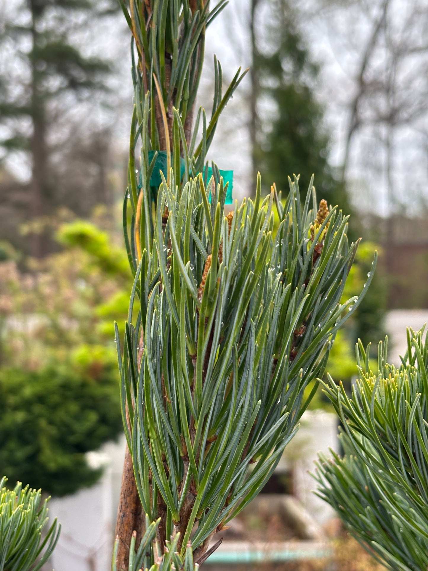 Pinus kwangtungensis Chinese Kwangtung pine