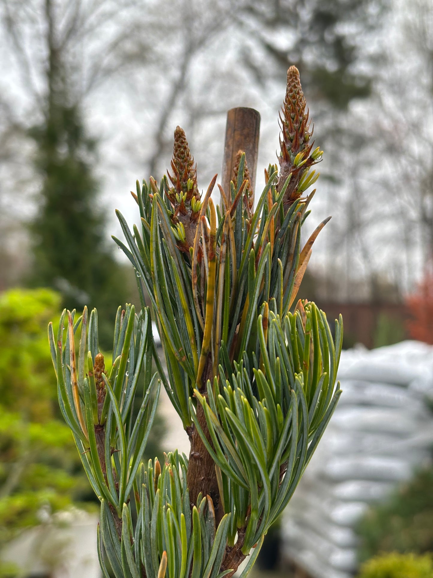 Pinus kwangtungensis Chinese Kwangtung pine