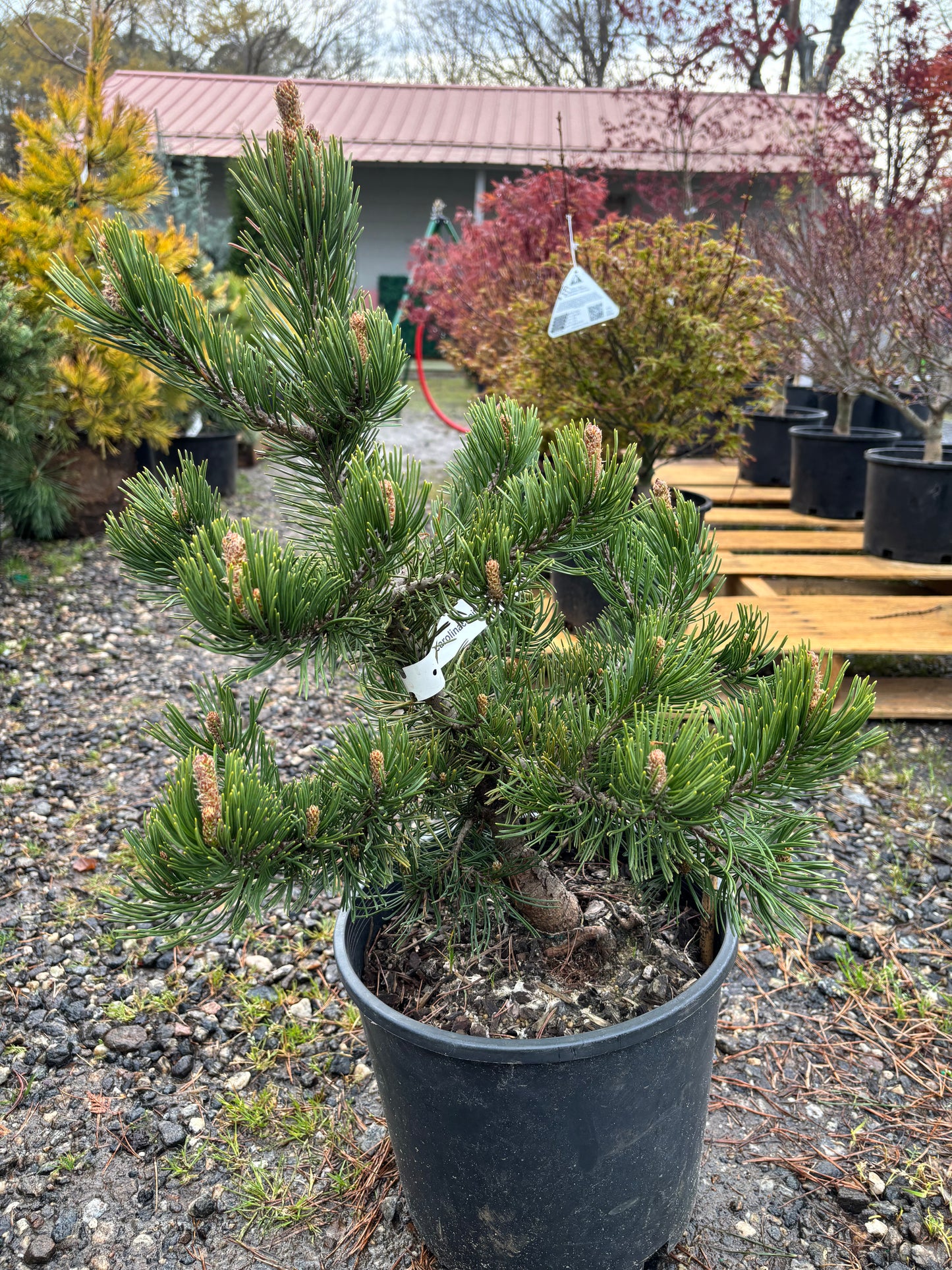 Pinus mugo 'Green Creeper'
