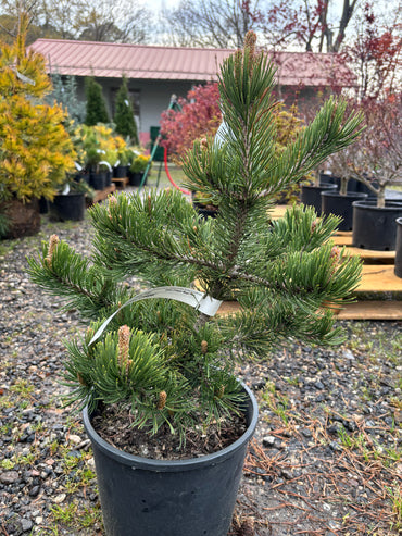 Pinus mugo 'Green Creeper'