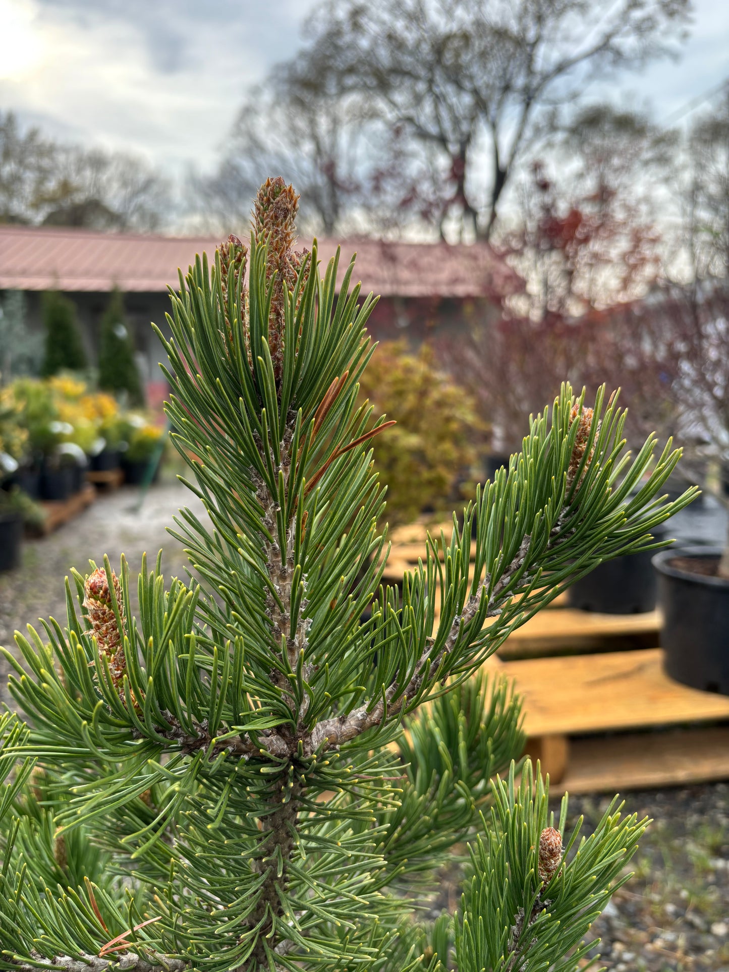 Pinus mugo 'Green Creeper'