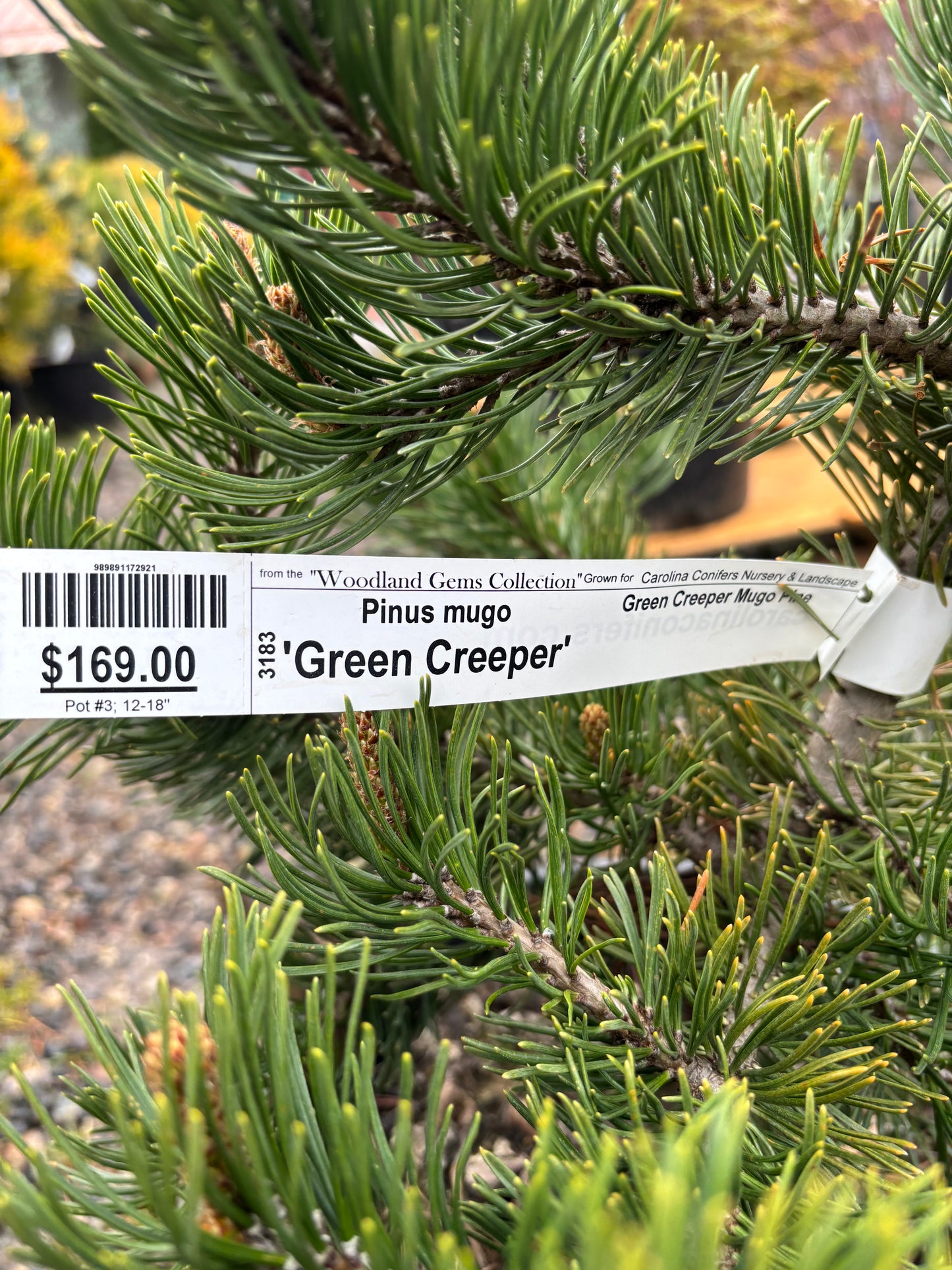 Pinus mugo 'Green Creeper'