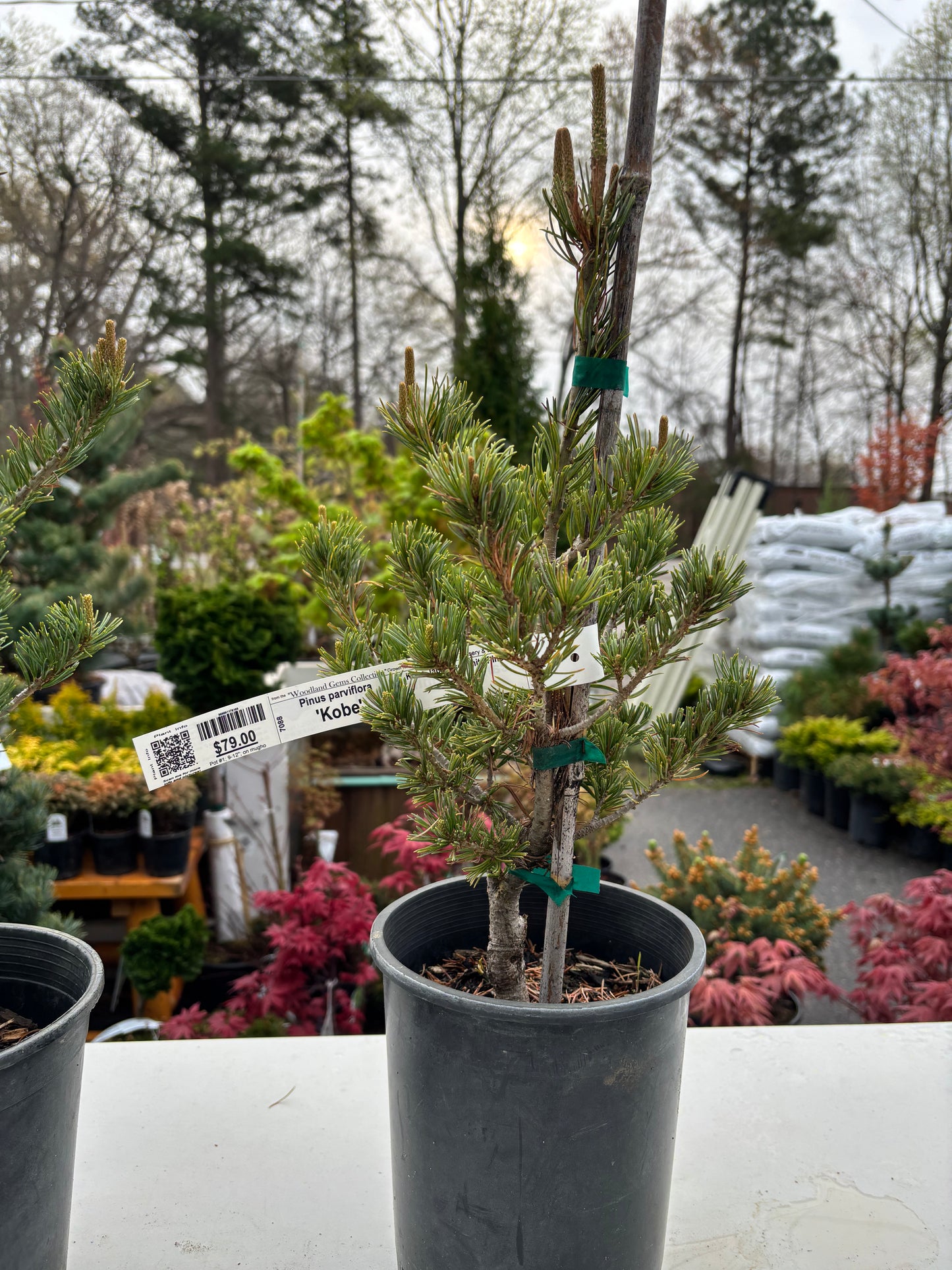 Pinus parviflora 'Kobe'