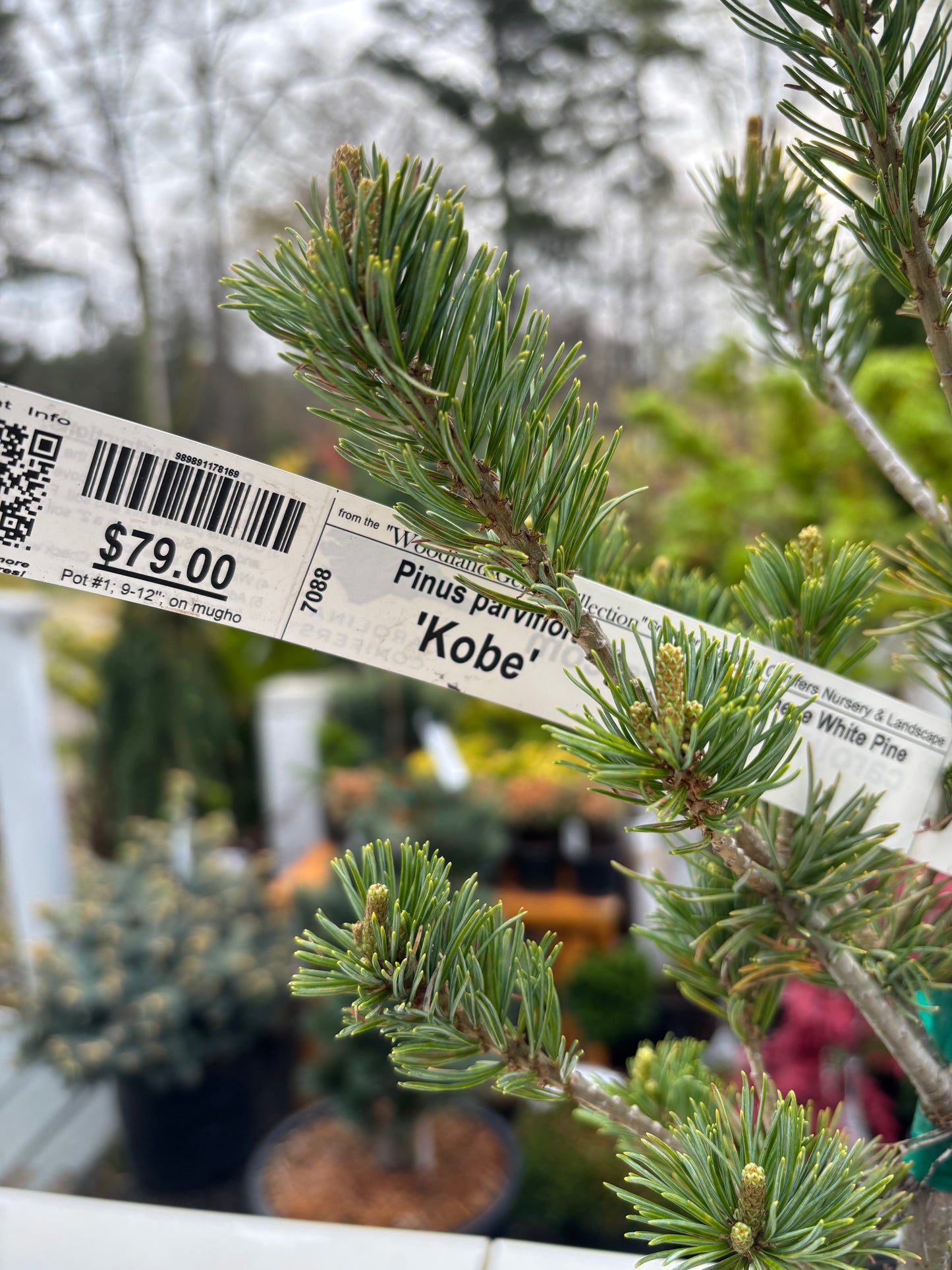 Pinus parviflora 'Kobe'