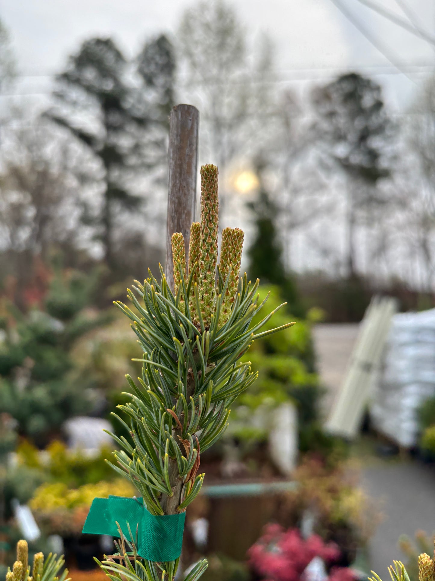 Pinus parviflora 'Kobe'